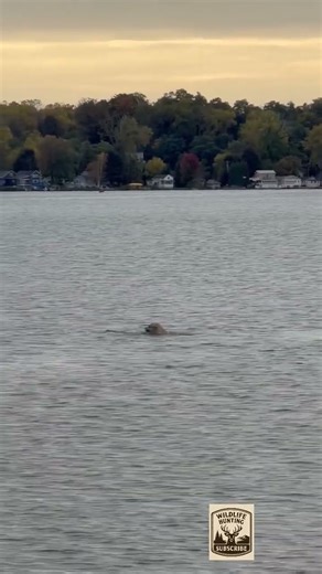 Самая интенсивная охота на гусей в истории #birdhunt #goosehunt #youtubeshort #hunting #geese #duck