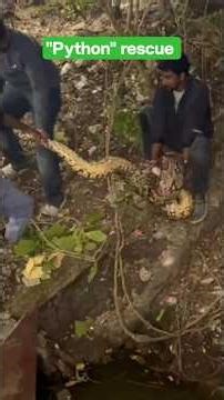 Big "python" rescue