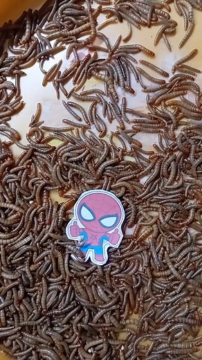 spiderman laapse mealworms #caterpillar #zombie #spiderman #experiment #shortvideo