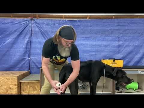 Tail sling for “happy tail syndrome”