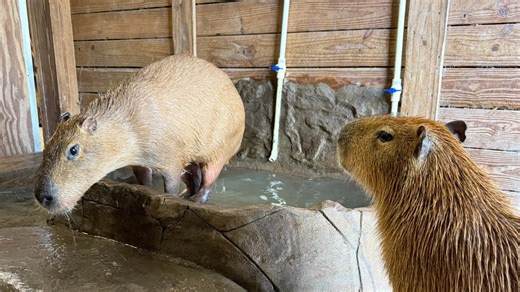 DIY Hot Spring for Our Capybaras! First Reactions Are Priceless
