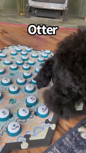 Otter's first press! #whataboutbunny #talkingdog
