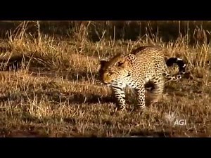 Big Idea 6: Life Evolves on Earth