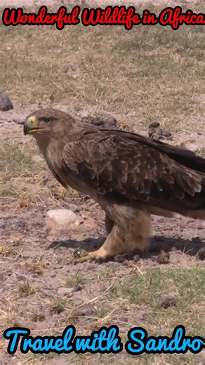 Wonderful Wildlife in Africa, Kenya Martial Eagle