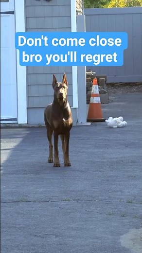 Why the Doberman Is the BEST Protection Dog 🐕‍🦺🔥
