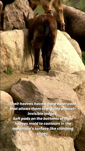 Why Goats Climb Mountains? How Mountain Goats Ascend Nearly Vertical Cliffs? #shorts #1minfacts
