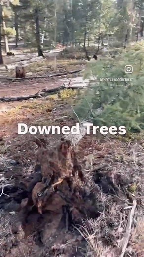 Chainsaw Cleanup in the Pines #mountainlife