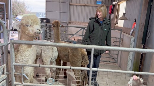 7.3K views · 458 reactions | Giving the alpaca an escape route - it’s amazing! Give them an escape route and they choose to stand still. Take away the escape route and they try to get away from you. | Mullacott Alpacas | Facebook