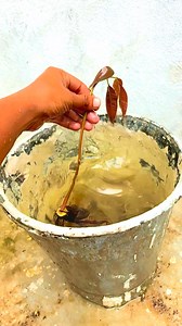 I found the most expensive mango tree in our village /grow mango tree with seeds | Trees Plants Info