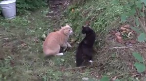 THE MOST VICIOUS CAT FIGHT EVER !