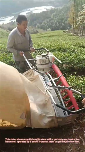 Mechanical Tea Harvesting: 3-Man Team at Work! 🍃 Tea Farm Life
