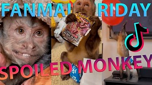 55K views · 3.2K reactions | George is the most spoiled monkey ever...