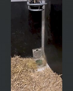 1.4M views · 7.1K reactions | The mucking out cheat code we all need... Credit: @okidoki_stables | HorseClicks | Facebook