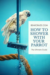 Showering With Your Parrot: How To Do That Properly