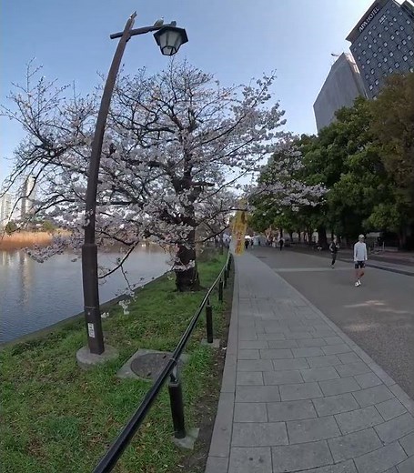 🌸【春の不忍池辯天堂〜不忍蓮見広場を散歩してみた（8K VR180）】第四章📺本編はVR180の8Kバージョンで公開中！→🌸[Shinobazu Pond Bentendoを押して