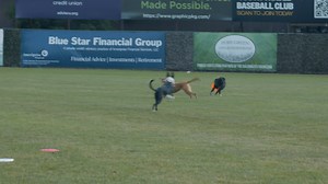 2.3K views · 24 reactions | Giant dog treats, frisbee catches and 10¢...