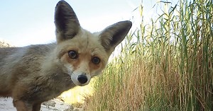 Israel's Negev desert is full of animals. But you'll never see them