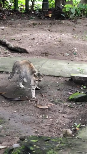 Cat🐈 Vs 🐍 / Cats Reaction Time is faster then Snakes by 10 Times | Foughty1