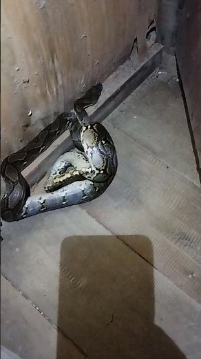 Shocked by the presence of a python behind the door