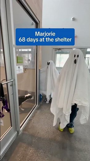 Adoptable Pets Are Ready to Be Your Boo!