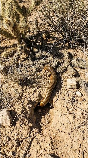 Desert Millipede /Sonoran Desert Millipede (Orthoporus ornatus)