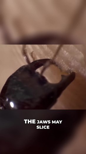 The Power of Driver Ants: Nature's Incredible Warriors