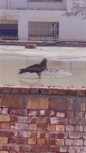 Eagle’s Deadly Hunt Caught in Seconds 🦅 | Nature’s Perfect Predator #eagle #hunting