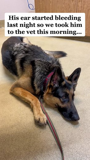 Understanding Dog Ear Bleeding: Causes and Solutions