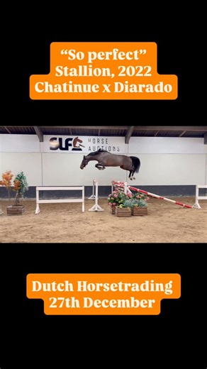 Dutch Horse Trading on Instagram: "This is the kickoff of our final auction of the year 🔥 On December 27, the first day after Christmas, it all happens. The number of horses is already approaching 100, and expectations are that we will grow to over 150 horses. Make sure you’re there and choose your perfect end-of-year gift 🎁 Maybe this one… “So Perfect” — and he truly lives up to his name. This 3-year-old stallion by Chatinue x Diarado has everything you dream of: stunning looks and truly exce