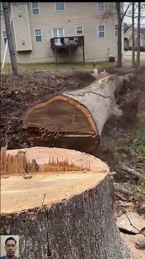 Safe Tree Removal Near Residential Homes 🏡