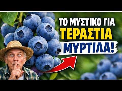 Το Μυστικό για ΤΕΡΑΣΤΙΑ Μύρτιλα! Αυτή η Ανοιξιάτικη Λίπανση θα Γεμίσει τον Κήπο σου!