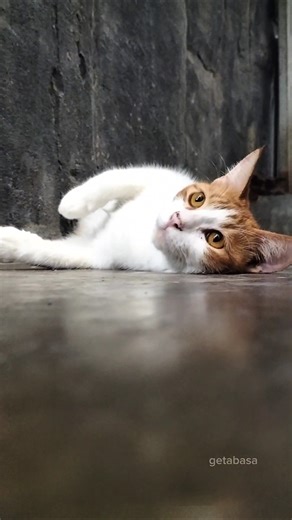 Koneng & Apel #shorts #cat