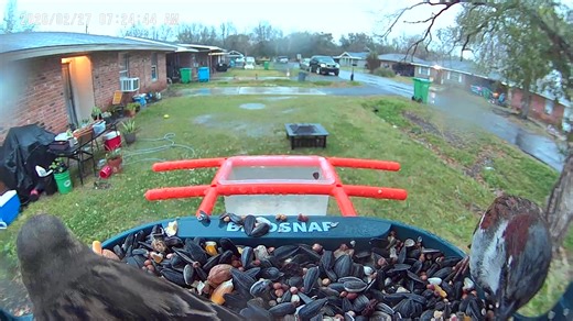 AFTER THE RAIN IS OVER. THEY BACK ON THE FEEDER . U CAN HEAR THE WOODPECKER. | Corey Smith