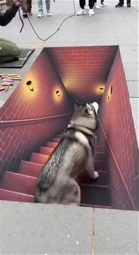 😂This Husky's Reaction to 3D Street Art is Priceless! #husky #goldenretreiver #funnydogs #funny