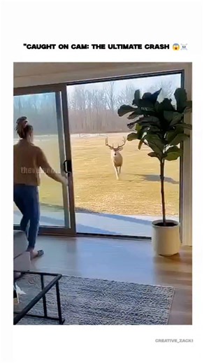Creative Zack on Instagram: "The post shares a 10-second security video of a buck deer bursting through sliding glass doors into a modern living room, toppling furniture and shattering a TV before leaping out a window, with a startled woman reacting nearby. Replies debate its realism, with some users calling it AI due to fluid motion, but the author insists it's genuine; matching incidents in recent news, like a Colorado buck crash on December 12, 2025, confirm such events occur and align with t