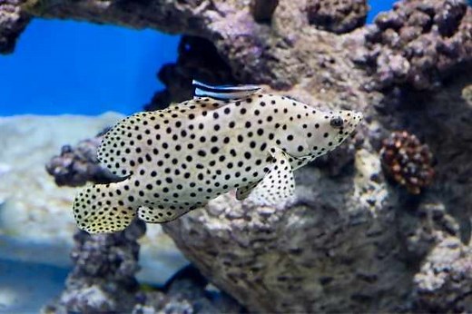 Panther Grouper Care: Cromileptes altivelis - Saltwater Aquarium Blog