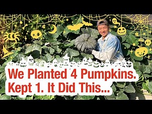 We Grew 9 Pumpkins From One Plant 🌱 | Small Space Gardening Success