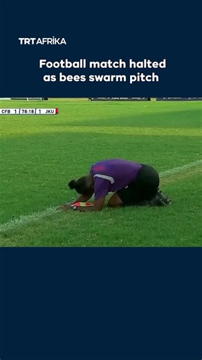 Football Match Halted As Bees Swarm Pitch