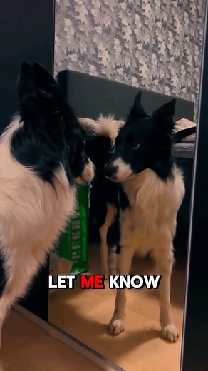 Border Collie Universe on Instagram: "The Border Collie the overenthusiastic sheep dog, chaos reincarnate but brilliant all the same. ... ❣️Do you want to see more cute Border Collies? Then follow us. _ Credit : animalsphere8 on TikTok _ DM for Credit or removal! _ #bordercollie #bordercolliesofinstagram #bordercollies #bordercolliepuppy #bordercollielovers #bordercolliesoftheworld #bordercollieoftheday #bordercollielife #bordercolliegram #bordercollielove #bordercolliesrock #bordercolliebrasil