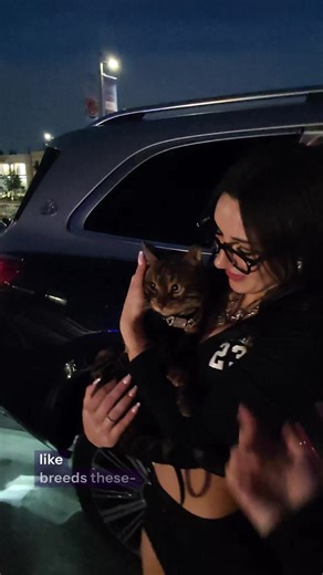 POV Baki in Los Angeles #bengalcat #leopardcat #californiabengals #catpov #fyppp