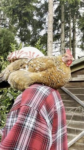 Red mites are DESTROYING your farm: the mistake you're making #Shorts