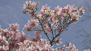 Blossom spring season. Magnolia blossom against blue sky. Beautiful pink spring magnolia flower on a tree. Magnolia flower in bloom in spring. Spring nature. Magnolia with blooming flower Stock Video