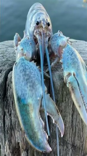 blue lobster meme #3 #shorts #ytshorts #bluelobster #meme #memes #jumpscare