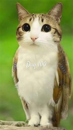 Day 100 #cat #meowl