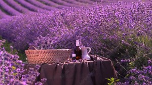 Lavender Essential Oil. Distillation of lavender essential oil and hydrolate Stock Video