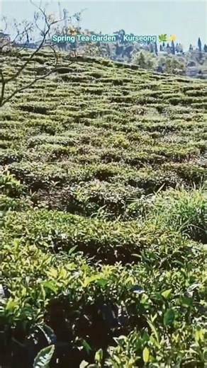 Spring Tea Garden , Kurseong 🌄 #ytshorts #shorts #travel #supriyasmixedvibe #viral #travelvlog #yt