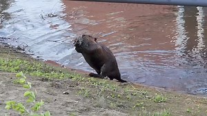8K views · 918 reactions | Busy beavers at The Prairie Lily dock!...