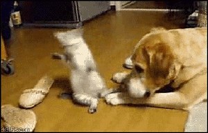 2.9K views · 157 reactions | Are you a Dog or Cat person? | Rachel's English | Facebook