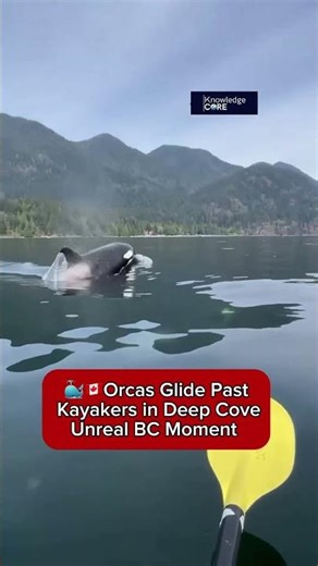 🐳🇨🇦Orcas Glide Past Kayakers in Deep Cove Unreal BC Moment