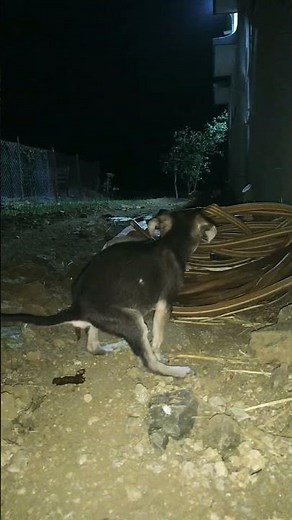 "Cutest Puppy Pooping Ever – You Won’t Stop Laughing! 🐾"